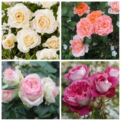 Роза чайно-гибридная в ассорт. микс