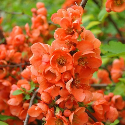 Айва Саргенти