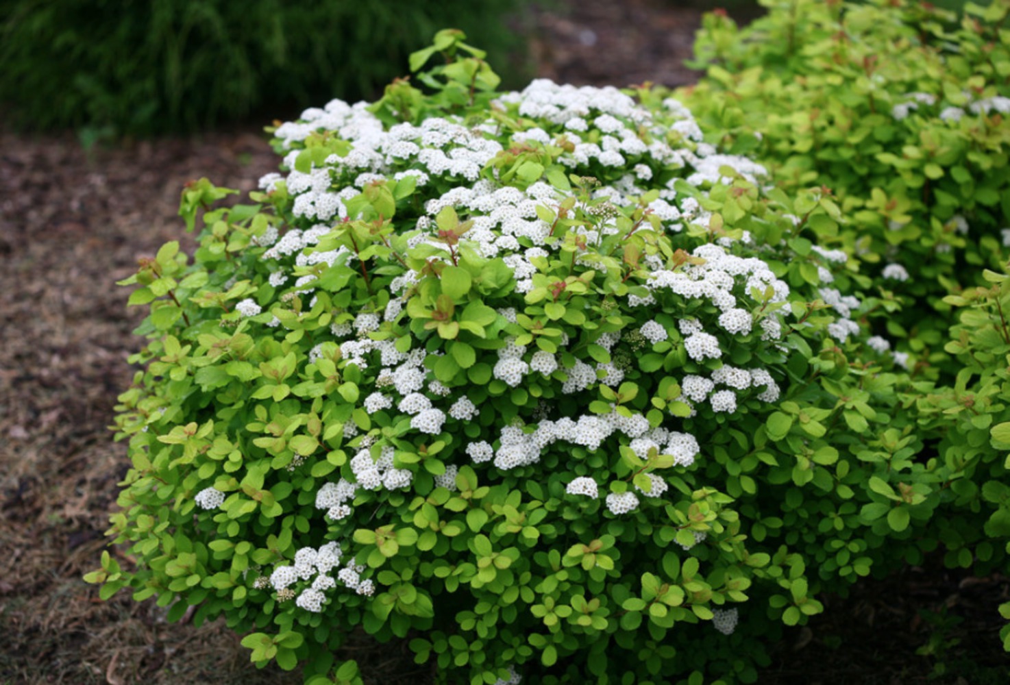 Спирея березолистная Тор голд_1