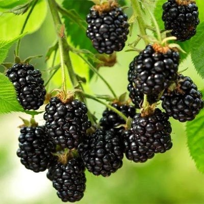 Ежевика Аучита