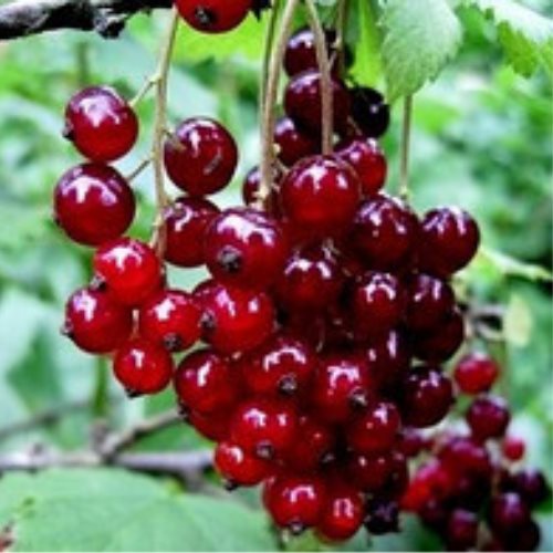 versalskaya_krasnaya-500x500