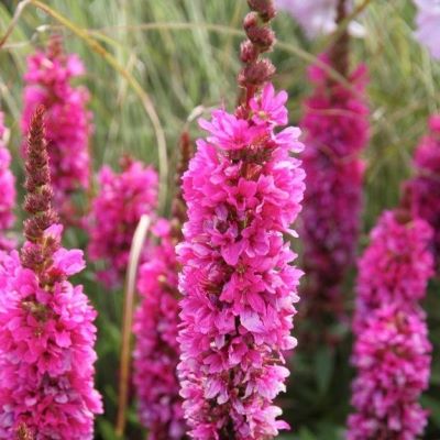 full_derbennik-ivolistnyj-rosy-gem