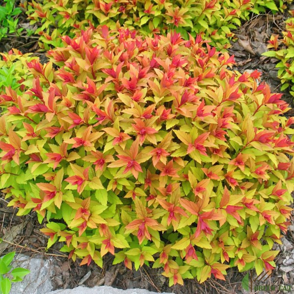 спирея голдфлейм