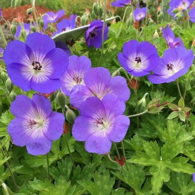 Герань гибридная Розанна (син.)