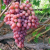 muskat_rosovi