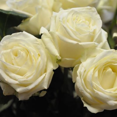 Роза флорибунда Кристалл перл (сливочн.)