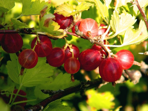 Sort-kryzhovnika-Russkij-3