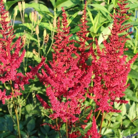 astilba-japonskaja-vezuvii-vesuvius