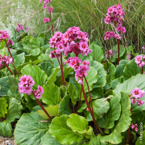 7139-bergenia_cordifolia_rose-ho-t1000-pm123410