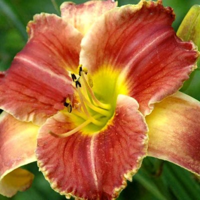 Лилейник гибридный Стартле (винно-кр. с ярко желт.горлом)