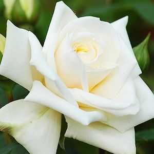 Роза Илсе крон супериор1