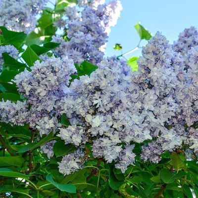 небо москвы