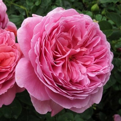 Princess Alexandra of Kent2