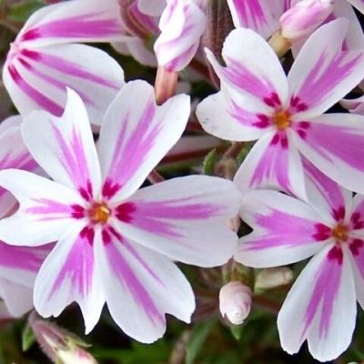 Флокс шиловидный Кэнди Страйпс1