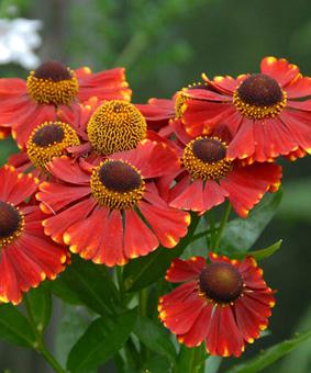 Гелениум осенний Ред Джевел_3