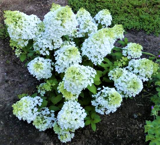 Гортензия метельчатая Бобо Нобль3