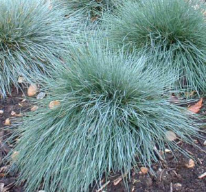 Festuca_glauca_Select_0