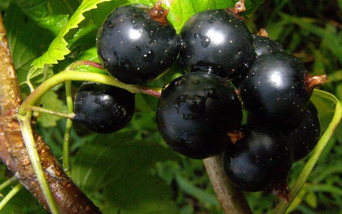 Смородина черная Черный жемчуг