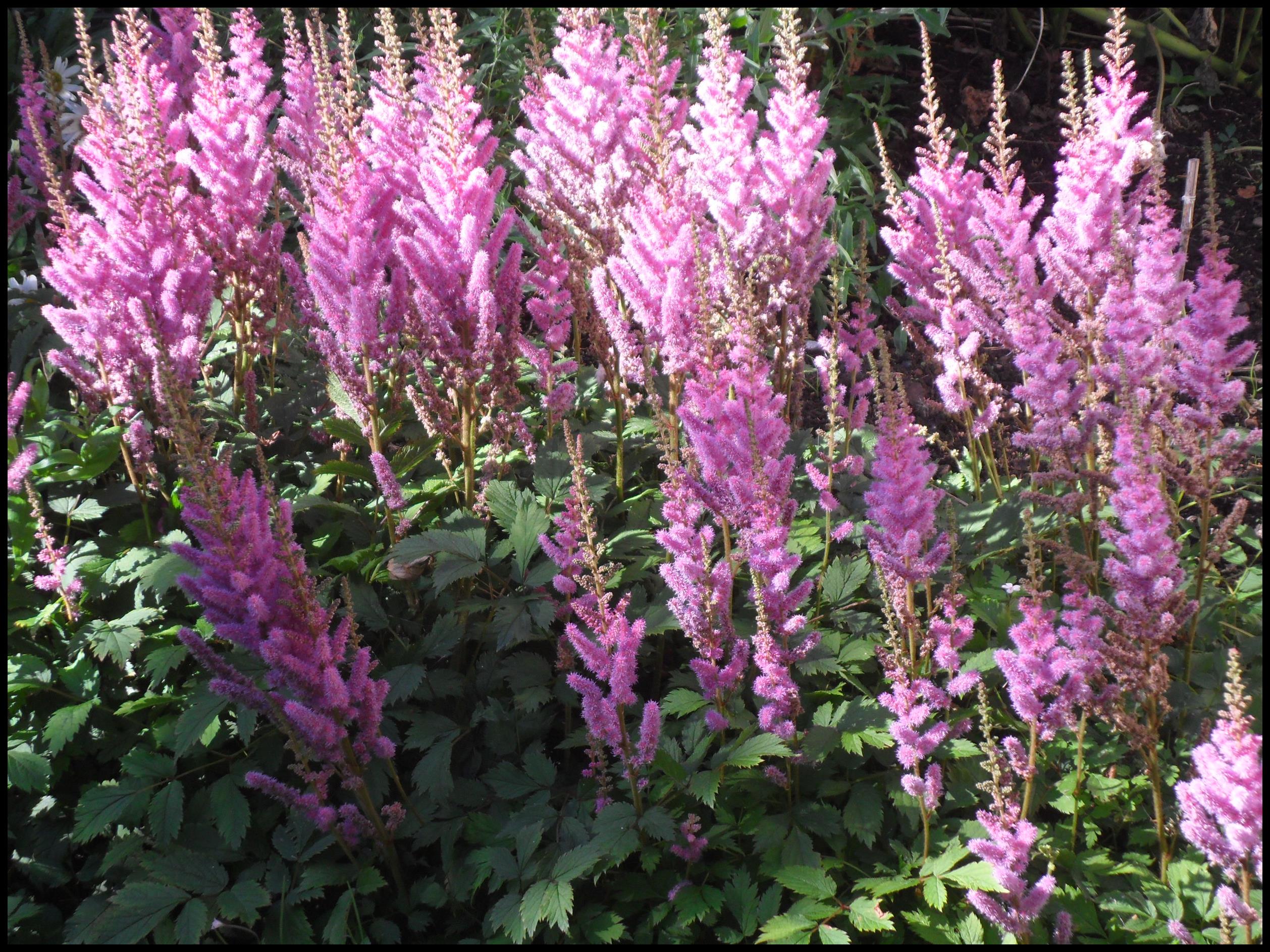 Astilbe-chinensis-Pumila-Bordered