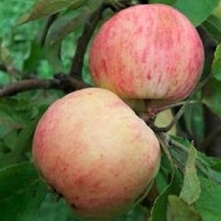 Яблоня Грушовка Московская 1