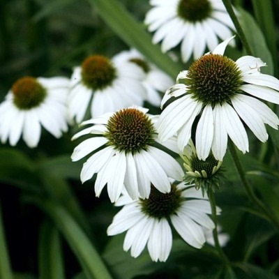 Эхинацея-Уайт