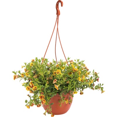 Кашпо (калибрахоа)