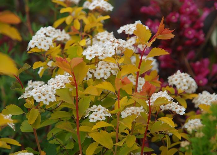 Спирея Вангутта Голд Фонтейн_2