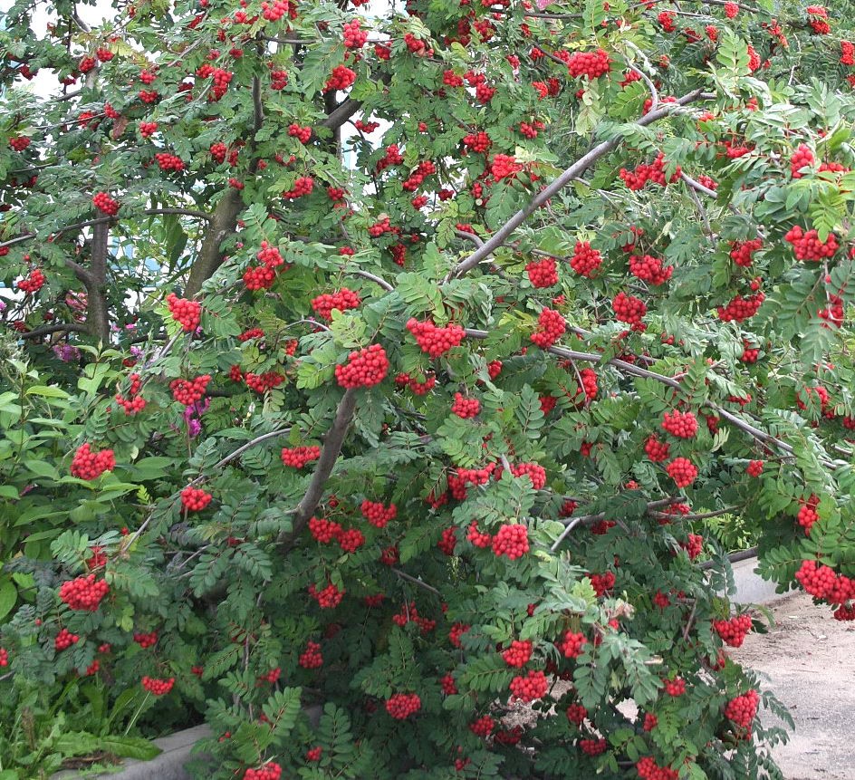 Рябина Алая крупная_2