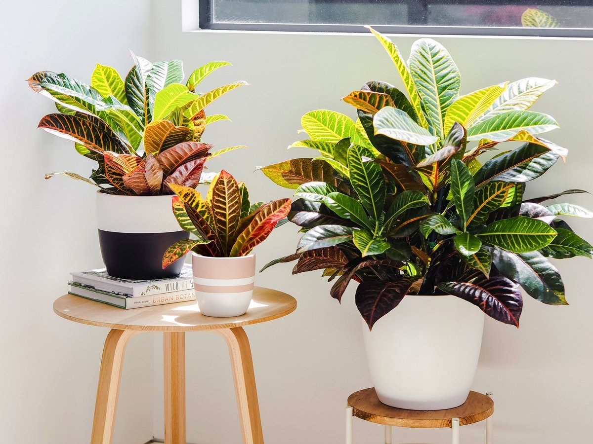 kodieum-petra-samyiy-nadezhnyiy-sredi-krotonov-02