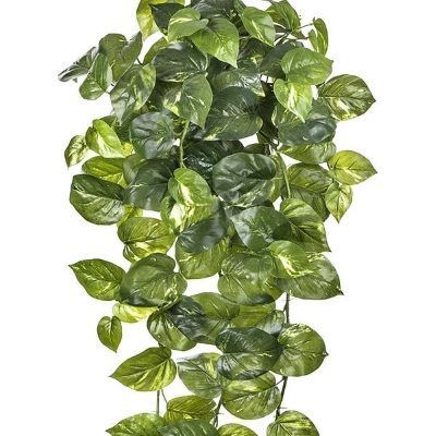 Потос крупнолистный ампельный большой 