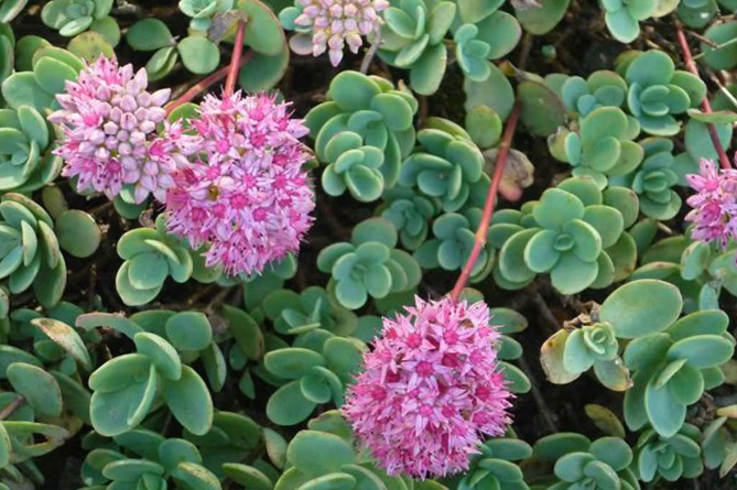 Очиток эверса_1