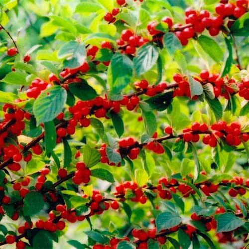 вишня войлочная_1