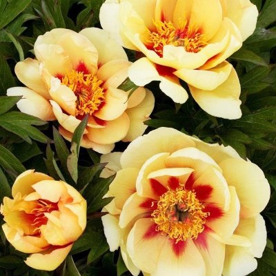 Бордер шарм