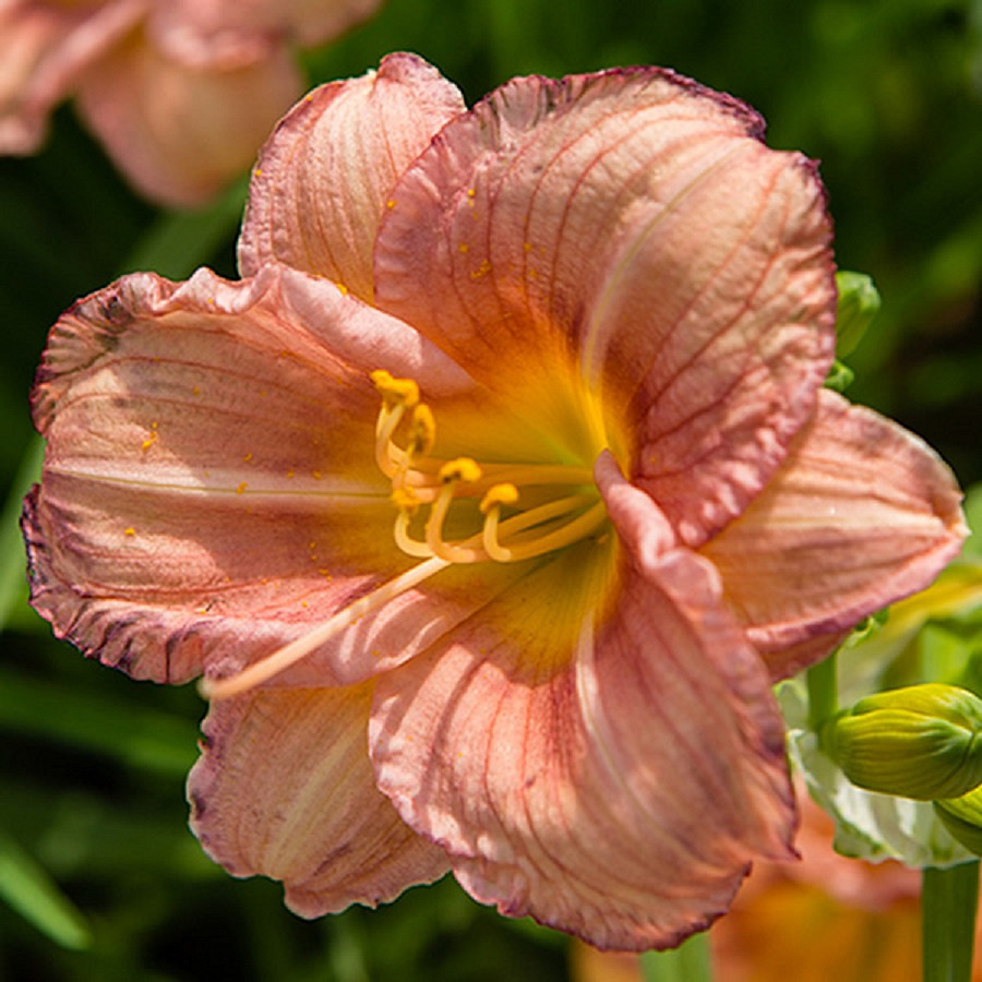 Лилейник гибридный Эври Дэйлили Роуз (роз.с желт.горлом)