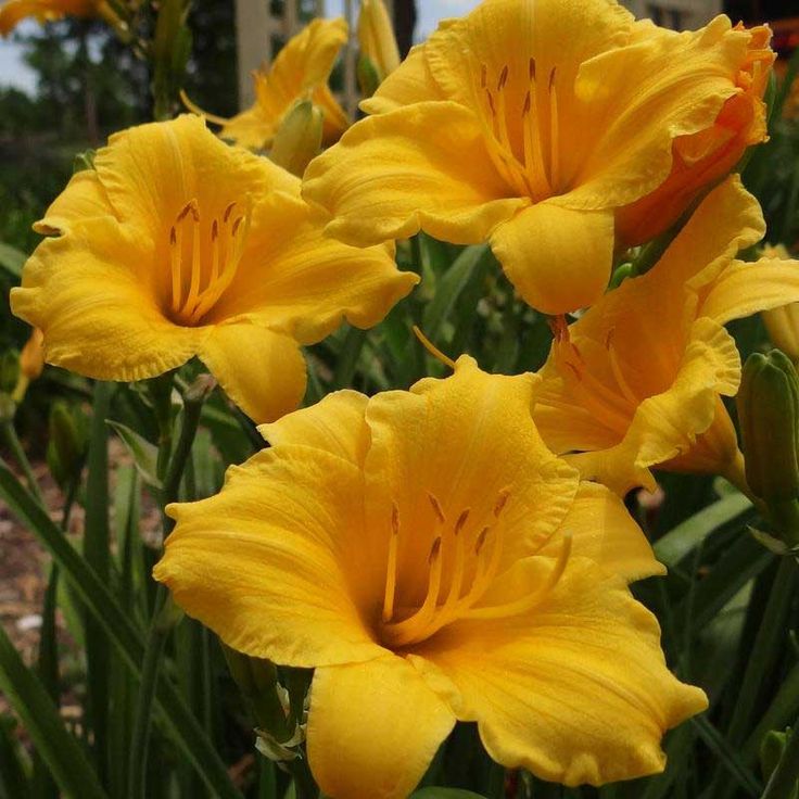 lilejnik-Stella-de-oro