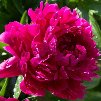 Пион травянистый Карл Розенфельд