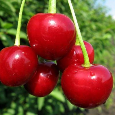 Вишня обыкновенная Любская