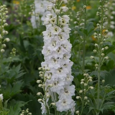 Дельфиниум Мэджик Фонтейн Пьюр Вайт (бел.)