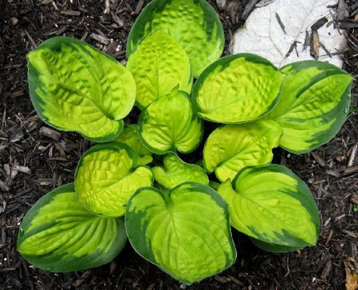 Хоста Рейнфорест Санрайз_2