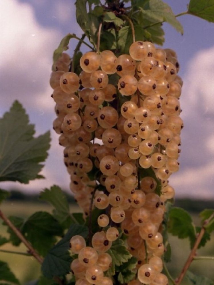 Смородина белая баяна_1