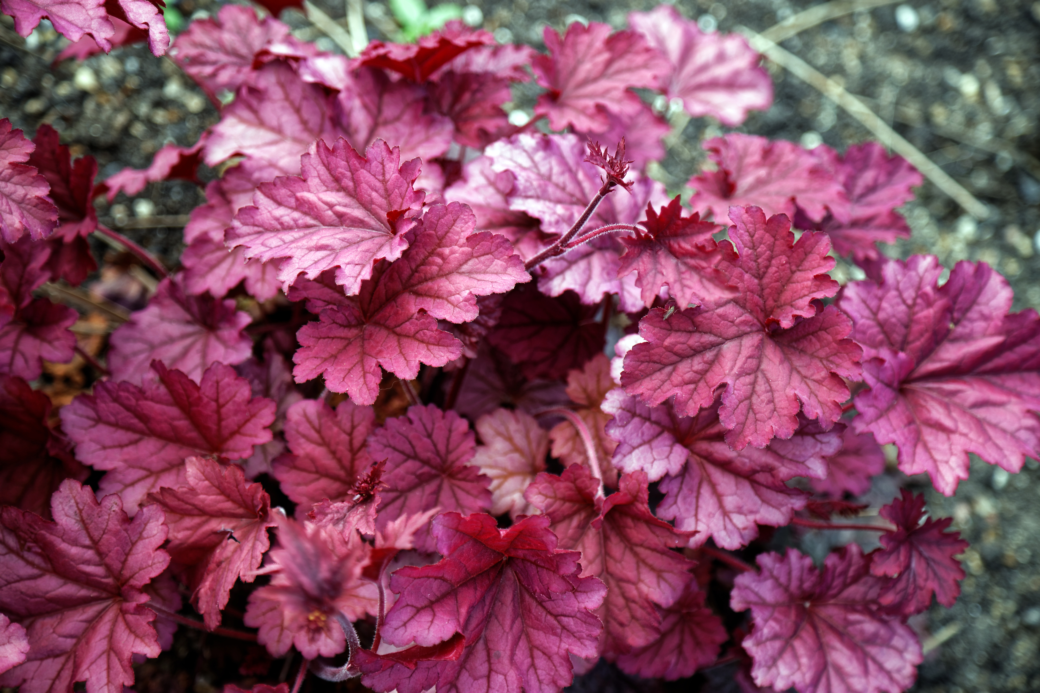 Гейхера  Берри Смузи (розов.)