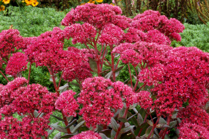 1637321010_51-pro-dachnikov-com-p-sedum-kherbshtfroide-foto-51