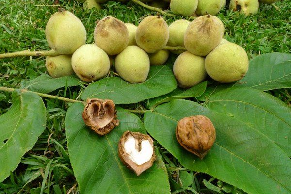 Орех маньчжурский_2