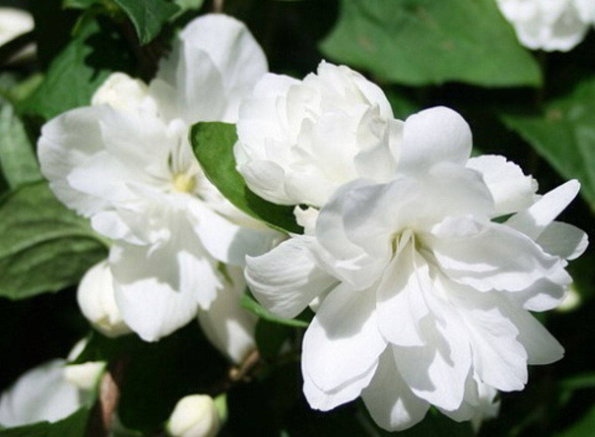 НоменклатураПрисоединенныеФайлы