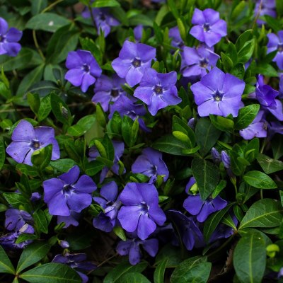 Барвинок малый  (сине-фиолет.)