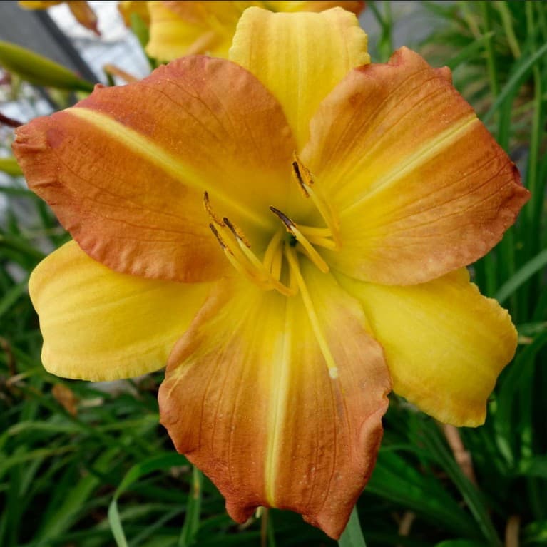 Лилейник гибридный Эври Дэйлили Крим (крем.с желт.горлом)