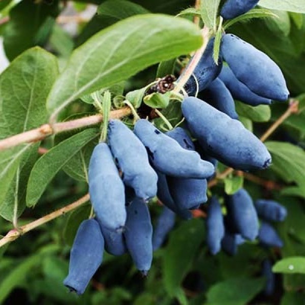 Жимолость камчатская Альтаир_1