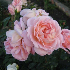rose-amaretto