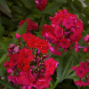 Флокс метельчатый Мисс Мери(красн.)