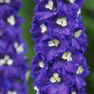 delphinium-king-arthur-2